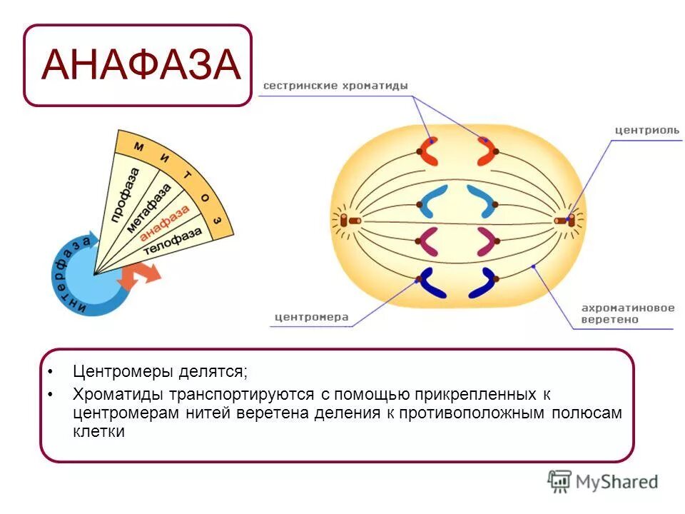 Процесс анафазы митоза клетки. Фазы митоза 2n=. Центриоли веретено деления. В анафазу митоза происходят следующие процессы. Процессы происходящие в анафазе митоза.
