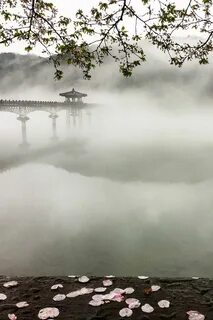 В тумане корея