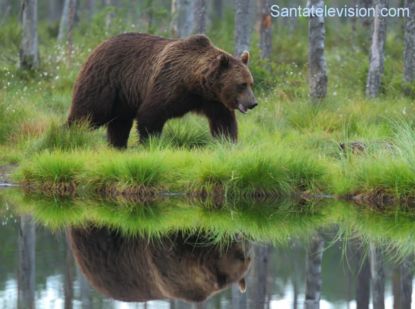 Животные финляндии. Бурый медведь Лапландский заповедник. Бурый медведь в Финляндии. Европейский бурый медведь. Национальное животное Финляндии бурый медведь.