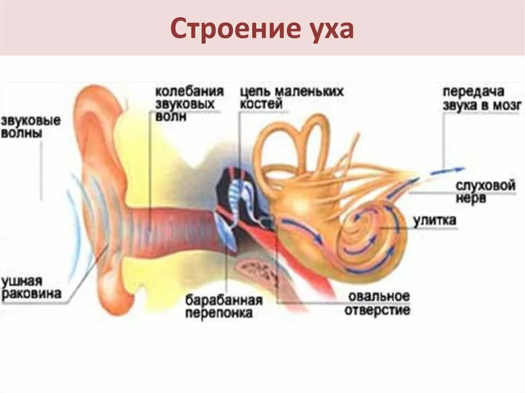 Механизм восприятия звука слуховым анализатором. Схема восприятия звука ухом человека. Механизм восприятия слуха слуховой анализатор. Внутреннее ухо восприятие звука. Колебание барабанной перепонки передача импульсов