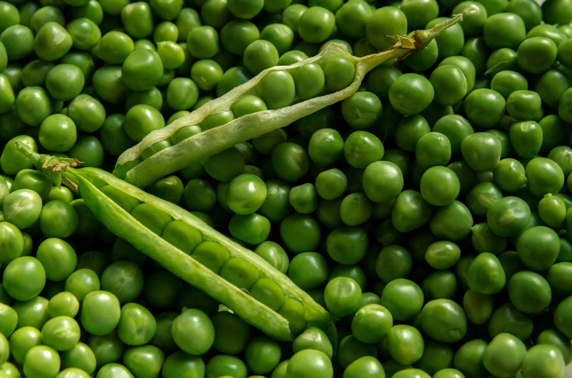 Two vegetables. Горох Амбассадор. Иов Горошник. Зелёный горошек. Горох картинка.