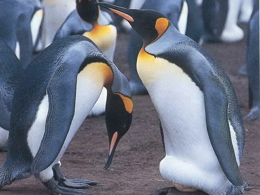 Отряд птиц пингвины. Отряды птиц презентация. Класс птицы представители. Отряд пингвины признаки отряда. Характеристика отряда пингвинообразные.