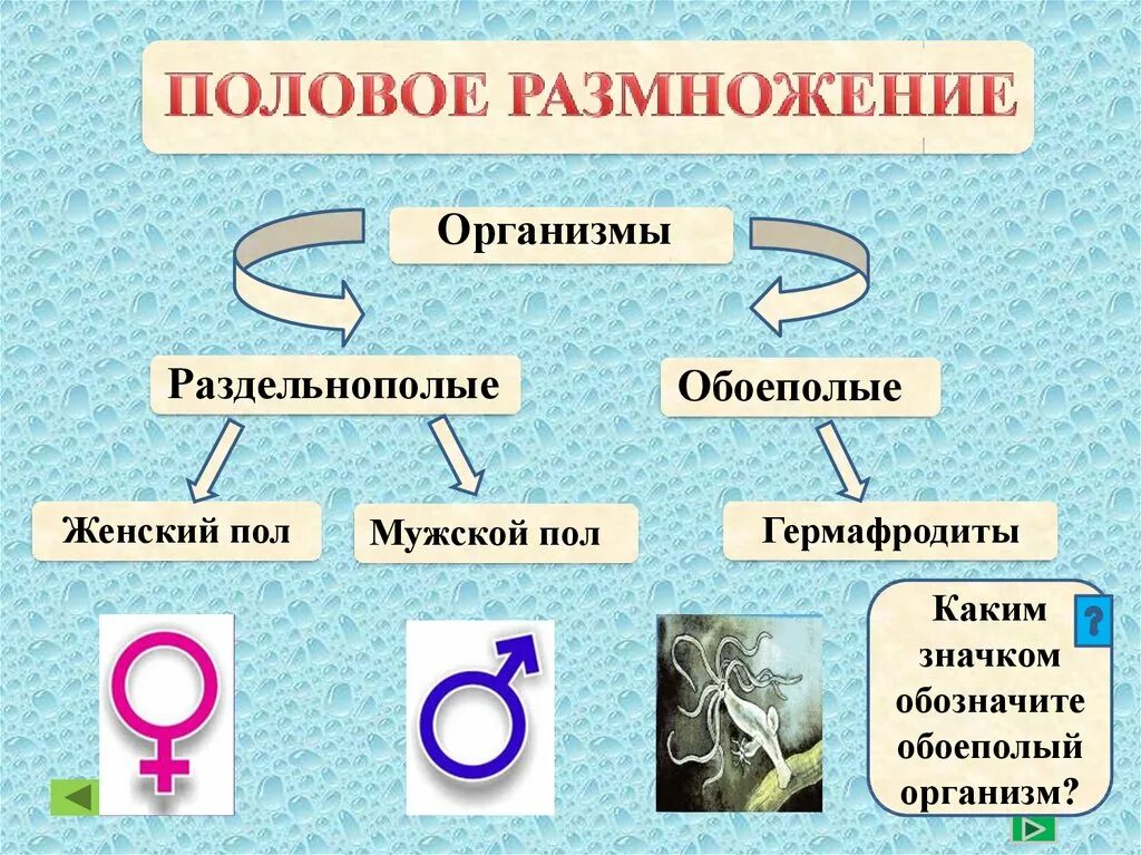 Презентация формы размножения животных 8 класс биология. Половое размножение организмов. Способы полового размножения организмов. Размножение животных организмов. Размножение организмов презентация.