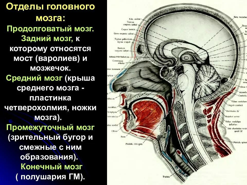 Крыша среднего мозга (пластинка четверохолмия). 64. Крыша среднего мозга (пластинка четверохолмия). Пластинка четверохолмия анатомия. Нижние холмики крыши среднего мозга.