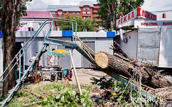 Придомовая вырубка деревьев. Вырубка деревьев на придомовой территории многоквартирного дома. проблемное дерево.