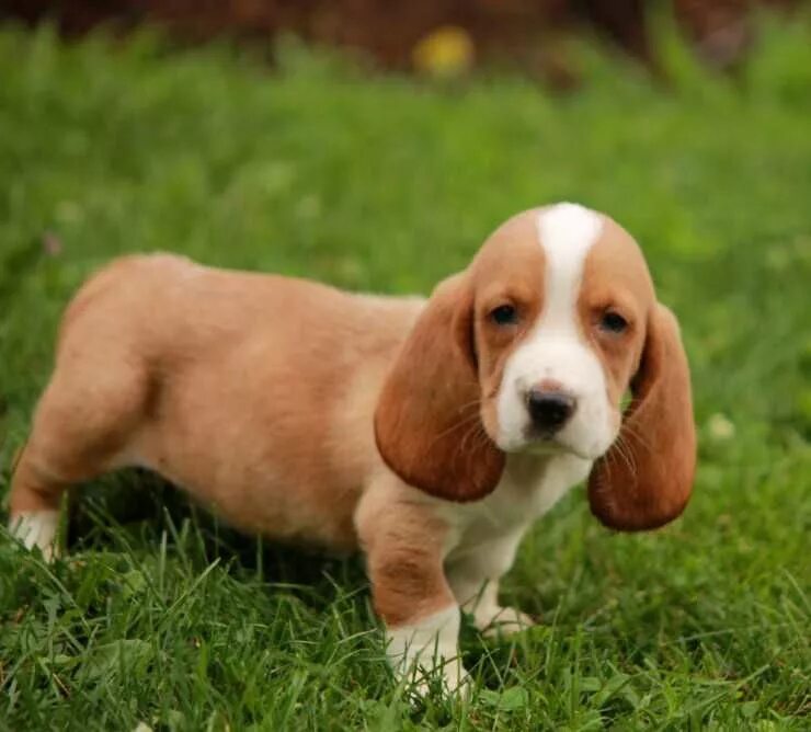 1309899482_223653951_1-Quiero-comprar-O-adoptar-un-perro-hush-puppies-urbanizaci