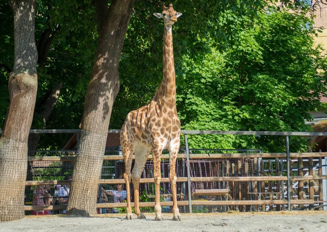 жирафы в зоопарке. жираф в московском зоопарке. зоопарк лимпопо жираф. жираф в московском зоопарке. звери в зоопарке.