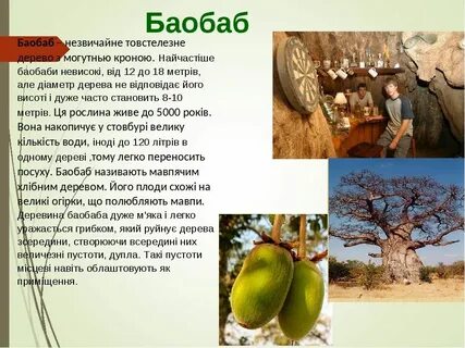 Автор называет баобаб ободрением всем живущим