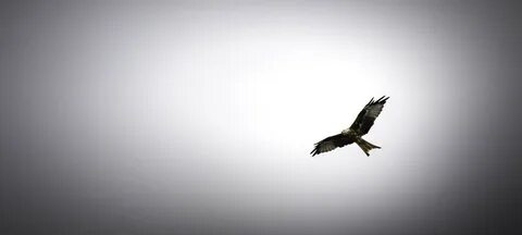 Flying black