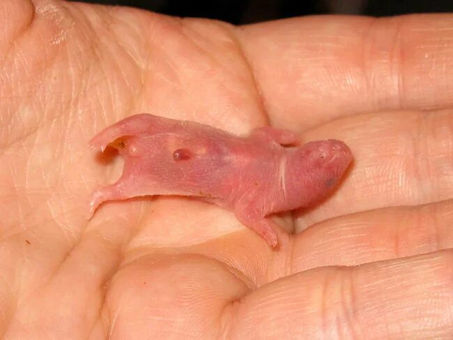 Родились хомячки. Джунгарские хомяки новорождённые. Джунгарский хомячок новорожденный. Новорожденные джунгарские хомячки. Хомячата сирийские Новорожденные.