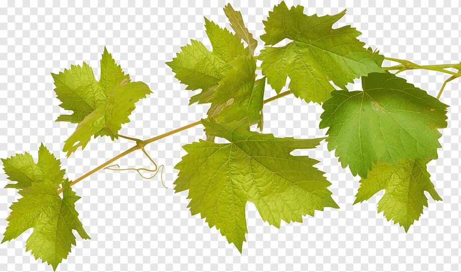 Листья виноградной лозы. Виноградная лоза листья. Ветка виноградной лозы. Виноградный лист на белом фоне. Листочек винограда.