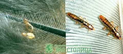 Пероед рэб