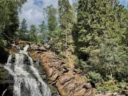 Jarvikala сортавала