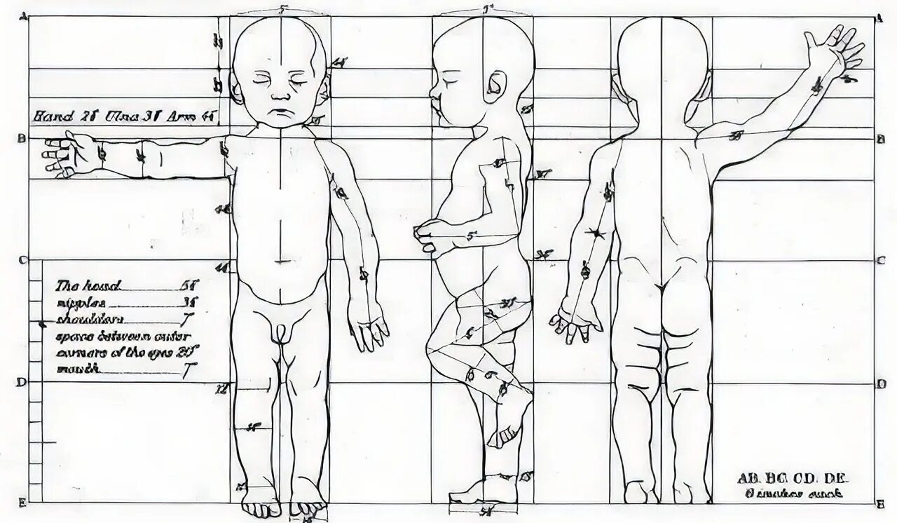 У взрослого человека размер головы занимает. Пропорции тела ребенка. Пропорции тела куклы схемы. Пропорции тела человека схема для детей. Пропорции тела новорожденного ребенка.