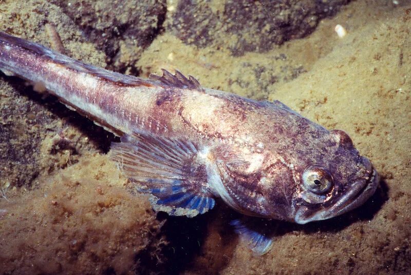 Ихтиолог. Название рыб. Профессии для рыб. Ихтиолог фото. Водолаз.