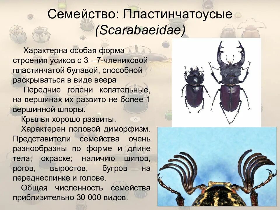 Функции усиков у майского жука. Форма усиков у майского жука. презентация на тему майский жук. таблица майский жук. форма тела майского жука.