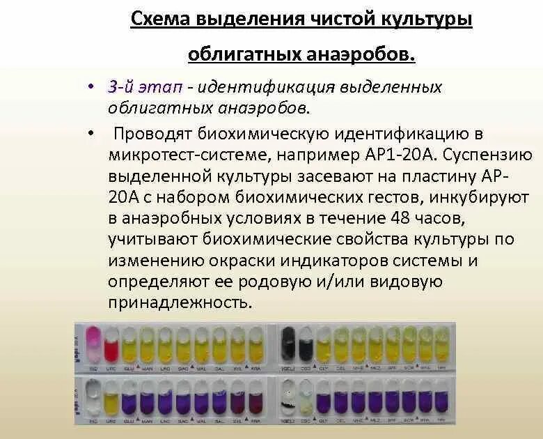Чистую культуру аэробов выделяют методом посева. Схема выделения чистой культуры анаэробов.