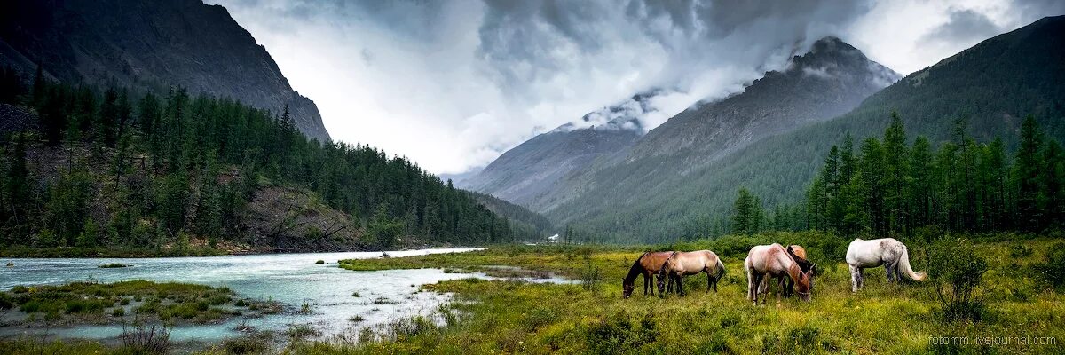 Республики алтай коми. Алтай панорама. Алтайский край панорама. Кок-коль горный Алтай. Джазатор горный Алтай.