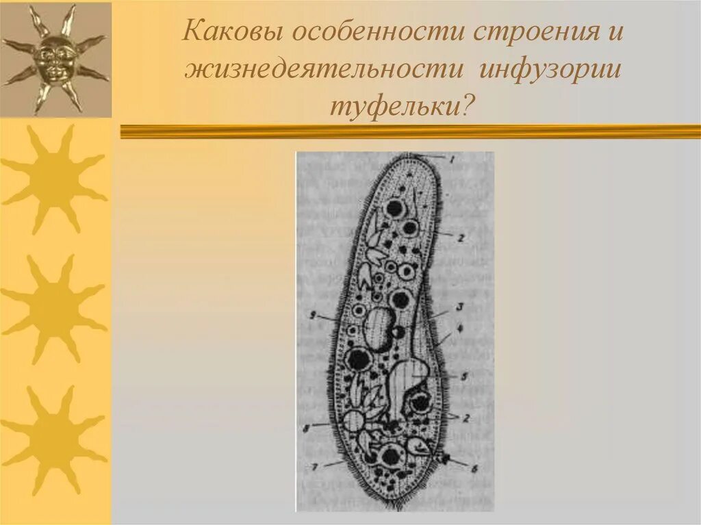 Каковы особенности строения и жизнедеятельности. Строение инфузории туфельки 7 класс биология. Жизнедеятельность инфузории туфельки 7 класс. Питание инфузории туфельки 7 класс биология. Строение инфузории туфельки.