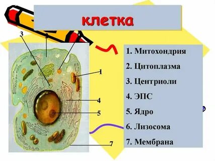 Передает информацию из ядра в цитоплазму