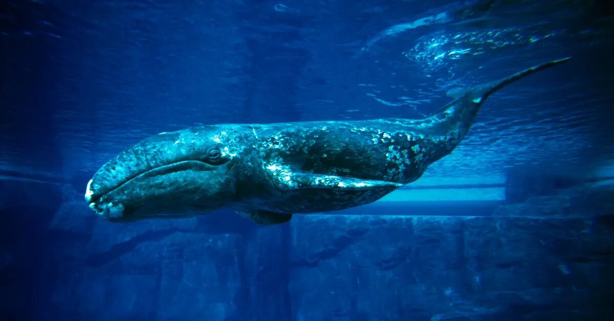 Blue Whale Underwater Зображення - огляд 106,622 Стокові фото, векторні зображен