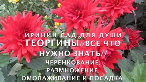 Черенкование георгин осенью
