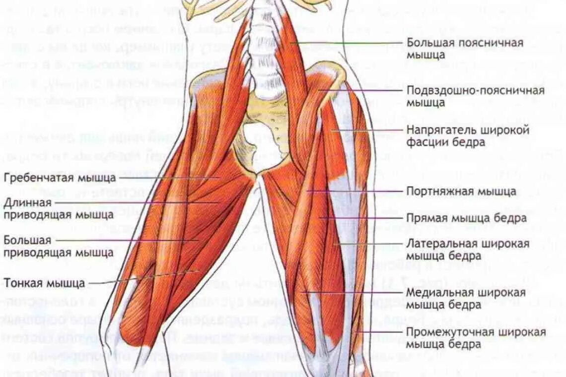 Функции приводящих мышц. Мышцы бедра передняя группа. Мышцы передней поверхности бедра. Медиальная группа мышц бедра анатомия. Передние мышцы бедра анатомия.