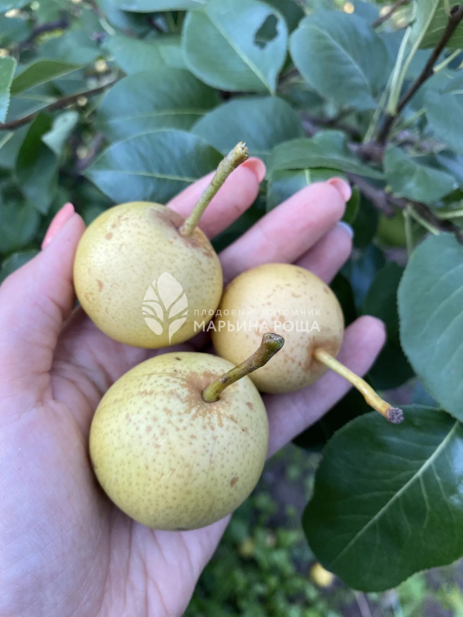 Груша скороспелка описание сорта фото. Груша скороспелка Свердловская. Груша сорт Талица. Груша сорт скороспелка. Груша Уральская скороспелка.