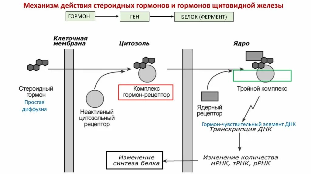 Обработка клеточной массы гормонами высаживание изолированных. Механизм действия стероидных гормонов схема. Схема действия на клетки мишени стероидных гормонов. Механизм действия стероидных гормонов биохимия схема.