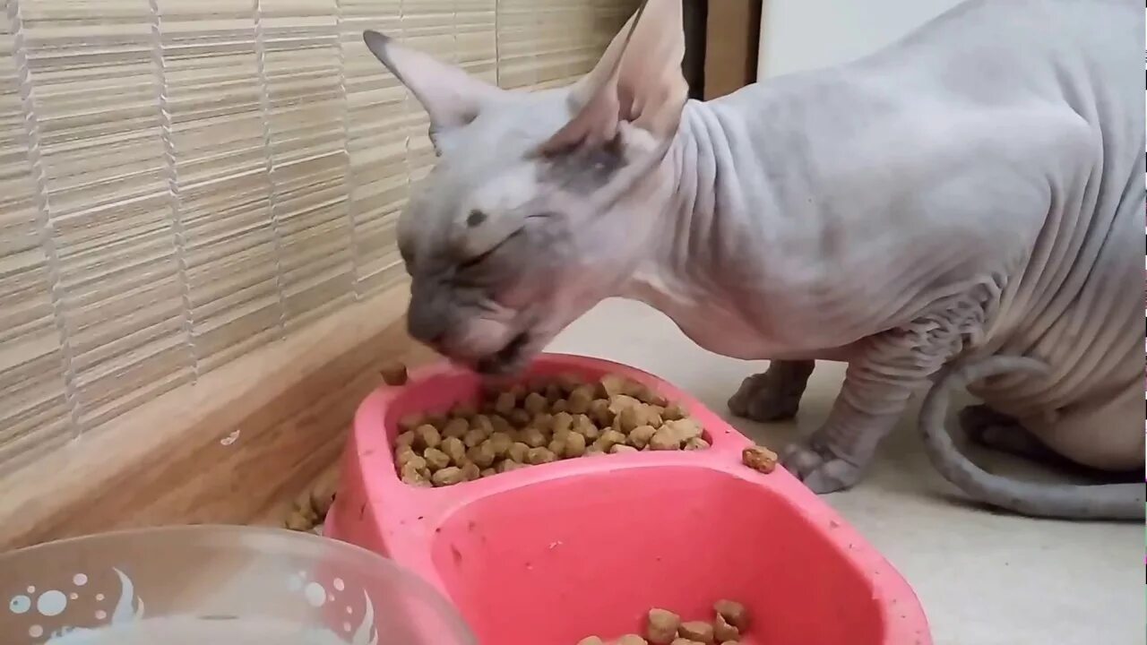 Сфинкс ест сухой корм. Донской сфинкс розовый. донской сфинкс ест. донской сфинкс кормление. донской сфинкс кушает.