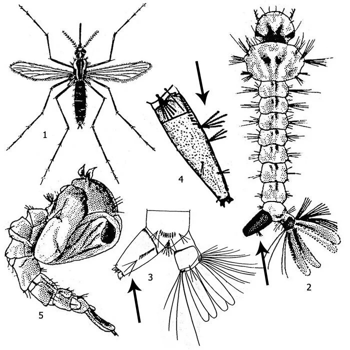 Личинка малярийного комара строение. Личинка малярийного комара рода Culex. Личинка Culex Aedes. Строение комара анофелес.