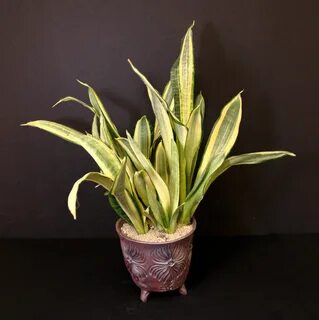 Sansevieria Lillian True