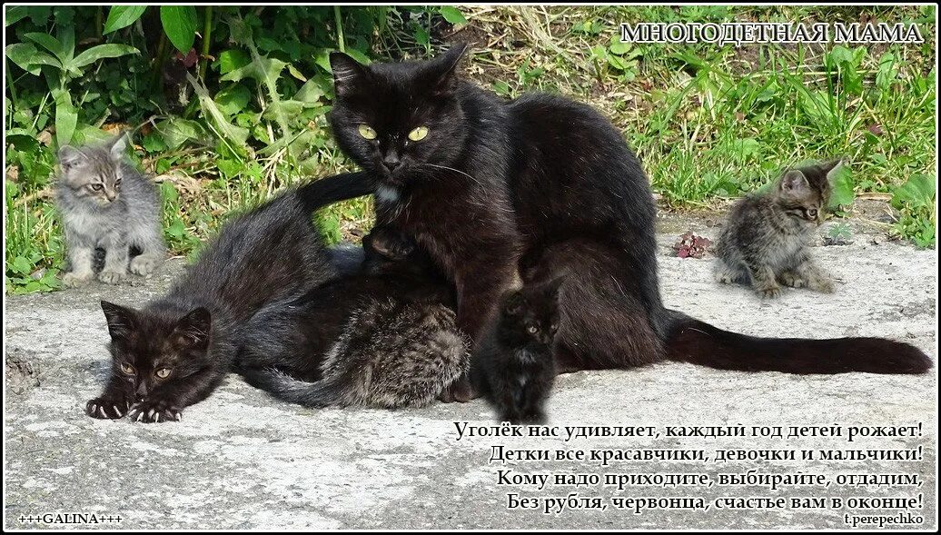 Кот Уголек. Сказка про кота Уголька. Кот Уголек фото. Котёнок уголёк слушать. Сказка уголек ворона