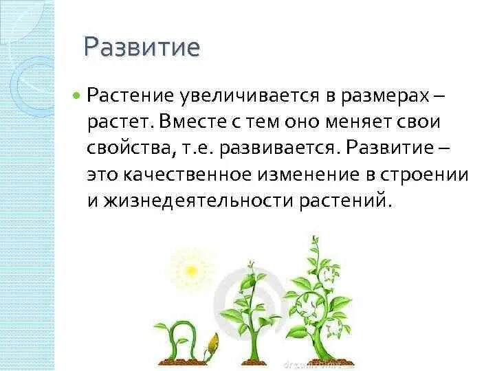 Рост движение и развитие растений. Развитие растений. Этапы развития растений. Индивидуальное развитие растений. Рост и развитие растений.