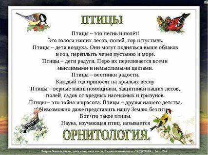 День птиц песни