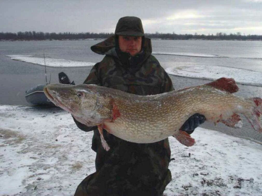 Щука. Щука зимой. Большая щука на зимней рыбалке. Зимняя рыбалка на щуку. Ловля на увильды