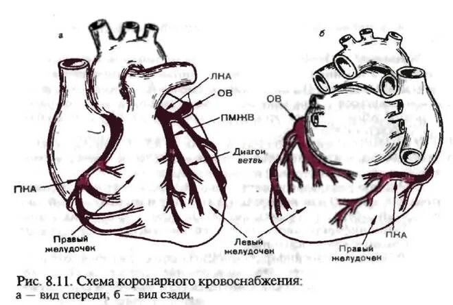 Кровоснабжение миокарда левого желудочка. Коронарные и венечные артерии. Анатомия коронарных артерий. Ствол левой коронарной артерии анатомия.