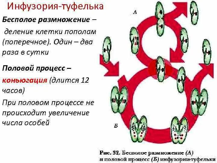 Половой процесс инфузории туфельки. Половое размножение инфузории. Размножение инфузории половой процесс. Размножение инфузории туфельки.