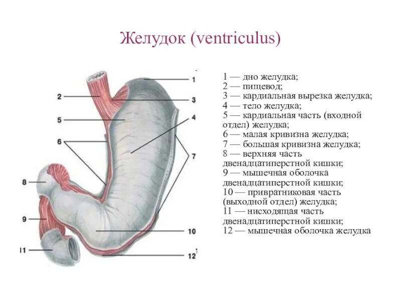 Кардиальный латынь. Свод желудка анатомия латынь. Желудок анатомия латынь. Строение желудка анатомия латынь. Строение желудка на латинском и русском.