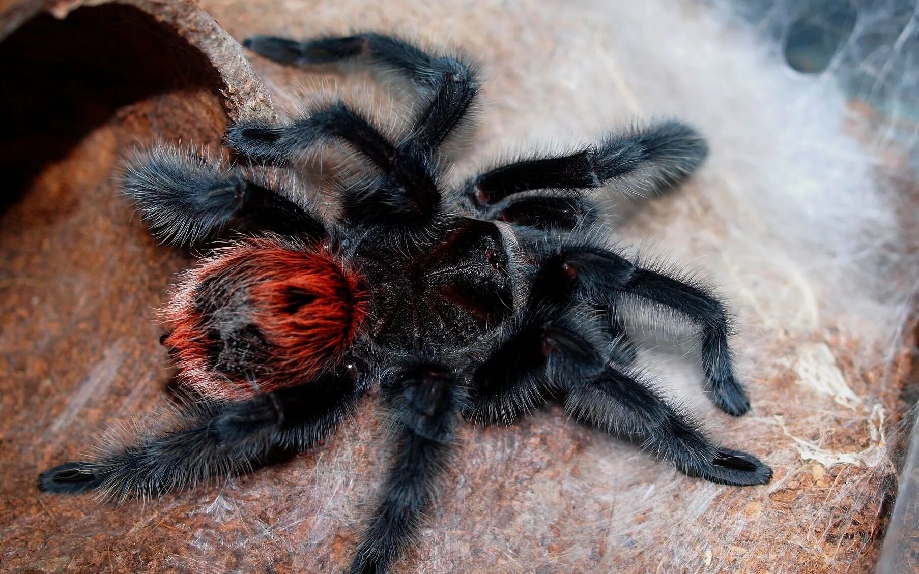 Grammostola pulchra. Паук граммостола пульхра. Граммостола ихеринги. Паук птицеед граммостола пульхра.