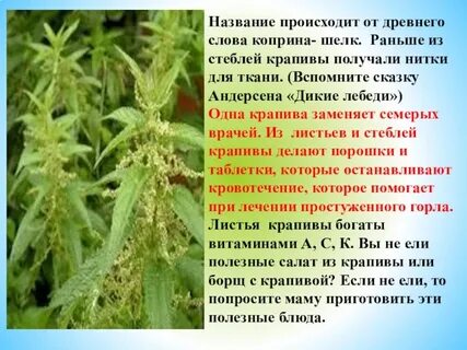 Крапива жгется или жжется