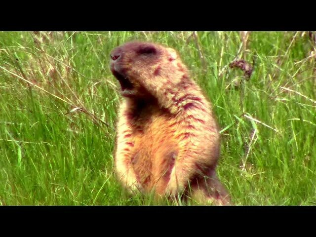 Суслик кричит видео. Сурок Степной, Байбак (Marmota Bobak). Сурок-Байбак кричит.