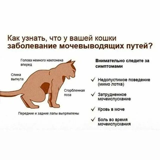 Почему кот ходит мимо. Мкб у кота антигистаминный. можно ли кота заразить человека простудой. от чего пукают котята.