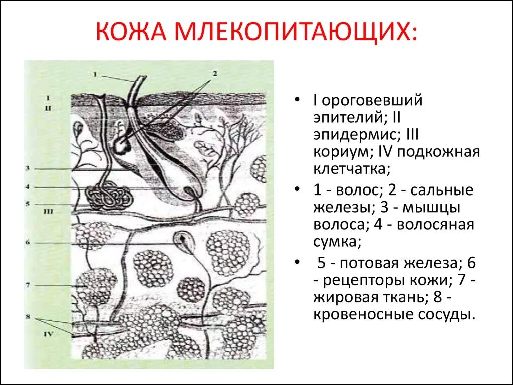 Какой кожный покров у млекопитающих. Строение кожного Покрова млекопитающих схема. Строение кожи млекопитающих 7 класс. Кожный Покров млекопитающих схема. Кожный Покров класс млекопитающих.