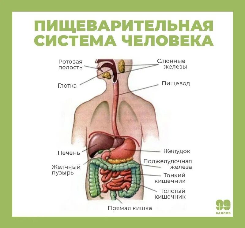 странно устроен человек огэ. строение головного мозга егэ биология. аффирмационные плакаты. плакаты егэ. странно устроен человек огэ.