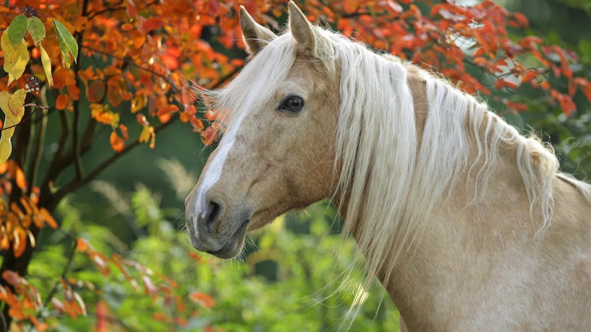 Horse pictures. Красивые лошади. Очень красивые лошади. Обои лошади. Картинки лошадей.