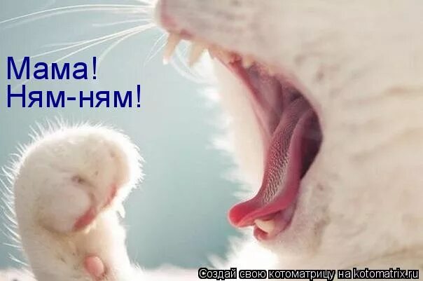Собака ням ням ням мем Пин на доске Быстрое сохранение Веселые мемы, Блич (аниме), Фотографии профиля