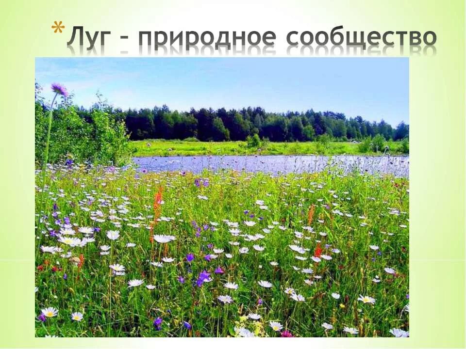 Природное сообщество луг презентация. Природное сообщество лу. Какое сообщество луг. Природное сообщество луг. Сообщение о сообществе луг.