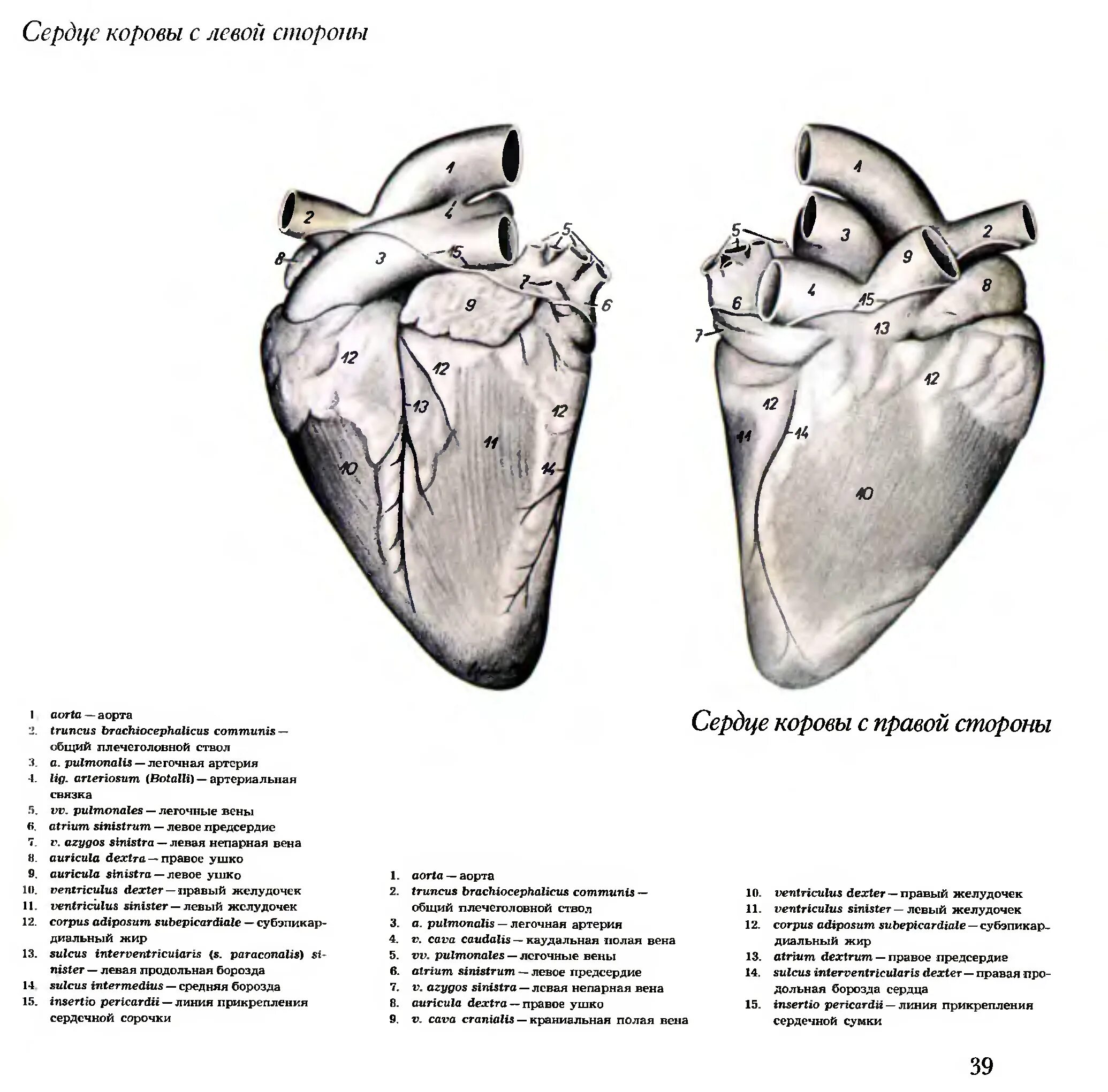 Строение сердца КРС. Строение сердца коровы. Строение сердца КРС схема. Строение сердца крупного рогатого скота.