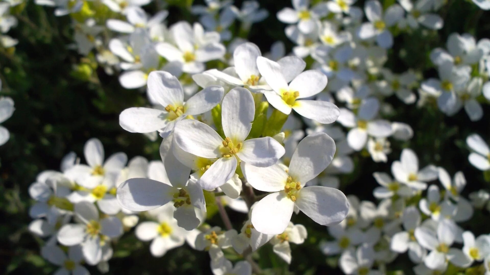 Культура на полях с белыми цветами. Lobularia maritima. Мелкие белые цветы. Мелкие белые цветы. Ясколка дубравная.